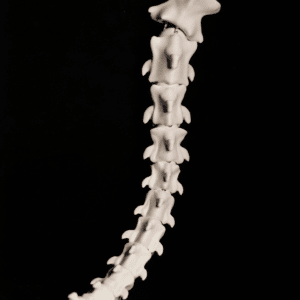 Queue Skull Furry Cosplay